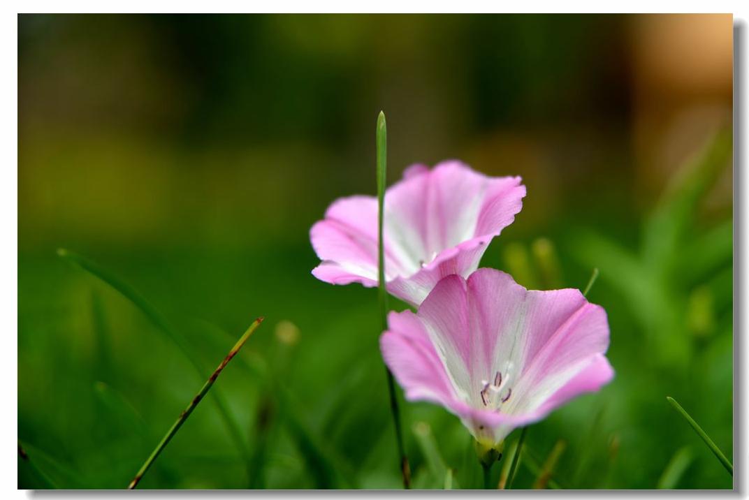 牵牛花有毒吗(牵牛花的变化)-万川快讯