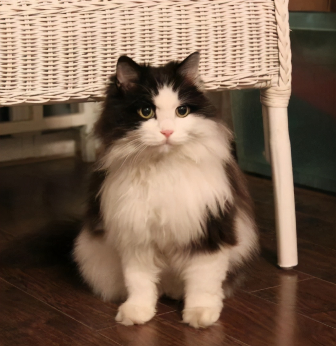 银渐层掉毛严重怎么办(猫界中的5大) - seo葵花宝典