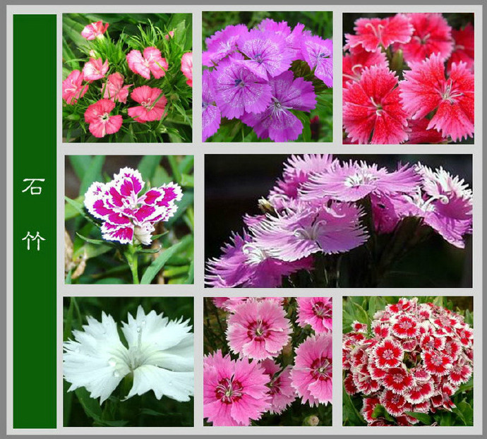 花名大全 名称(花名大全 名称男) - 武陵观察网