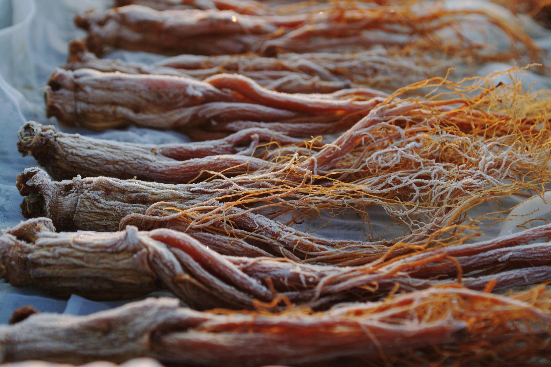 新开河红参的功效与作用-我的快乐小窝