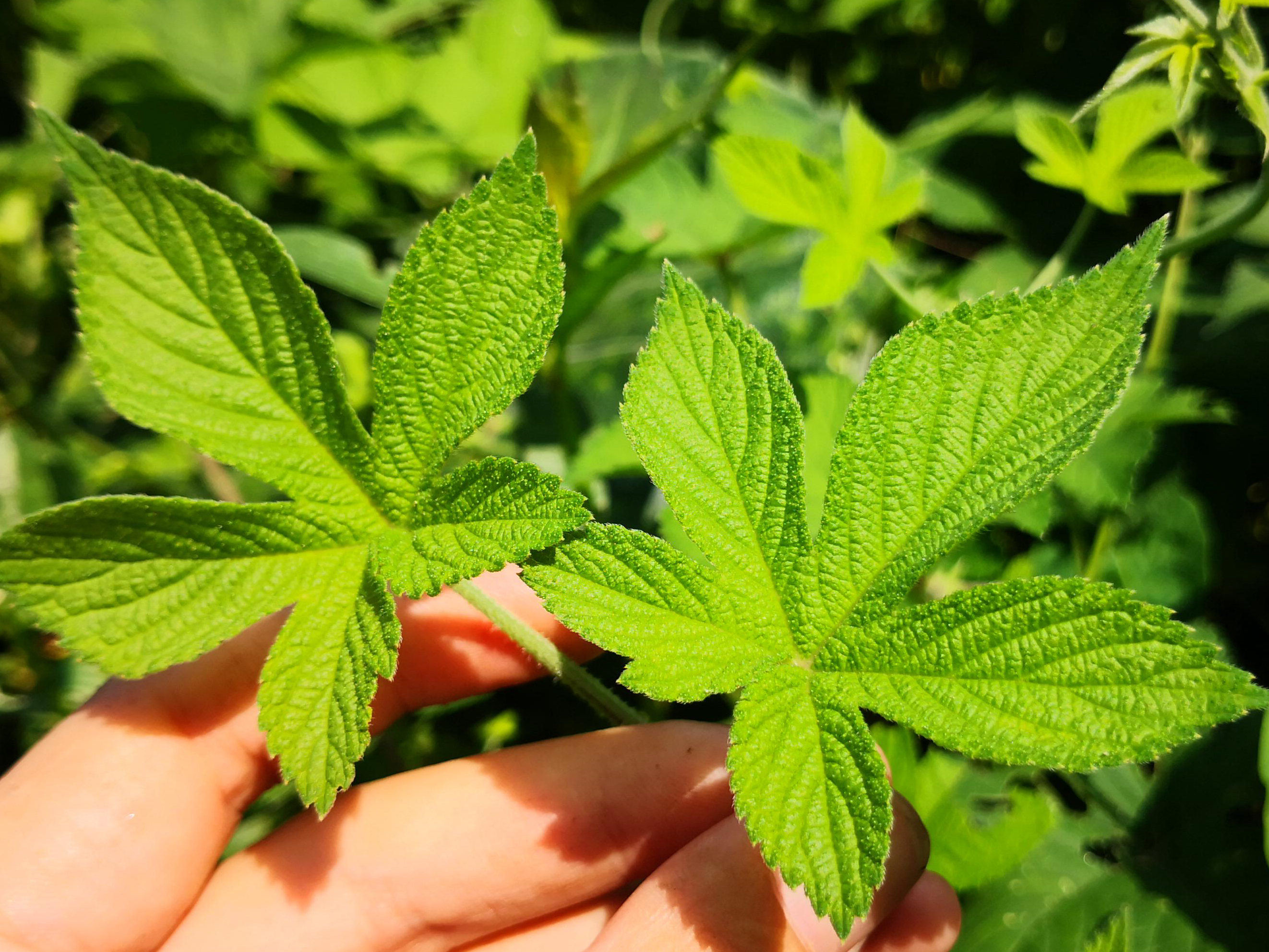 葎草图片(农村一种野草) - 赤虎壹号