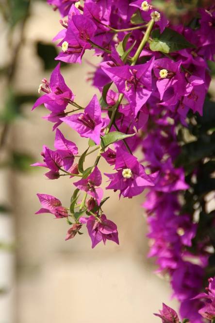 三角梅的样子(45种三角梅品种,红,橙,黄,绿,白,紫,每一种都很好看!