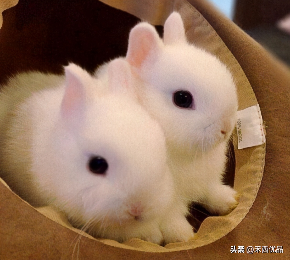 荷兰侏儒兔别名q版兔,是世界上最小的宠物兔.