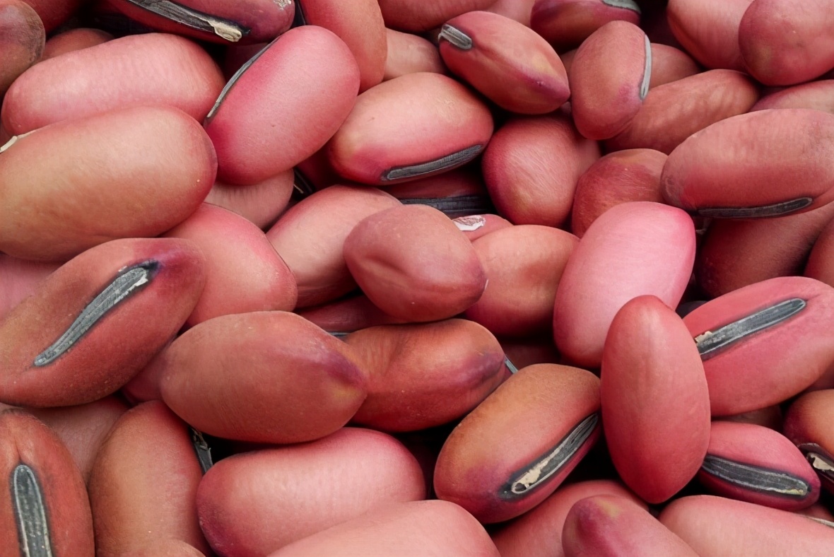 豆角是四季豆吗(中国豆类大全名称及图片介绍)