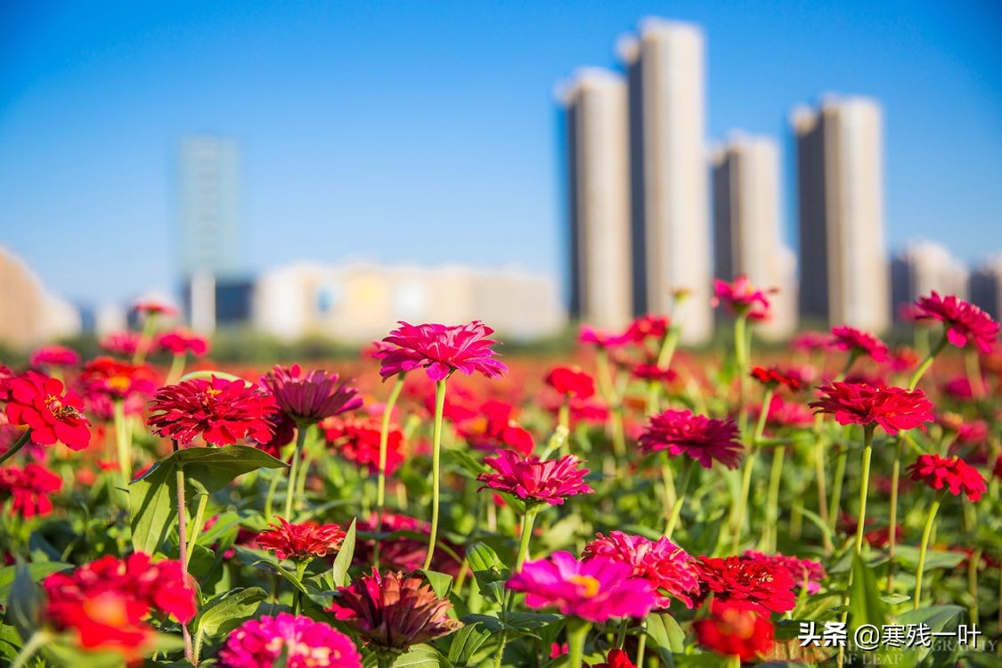 杭州哪里有花海看(杭州又一网红打卡地，260亩超大面积向日葵花海，太美了就在城北)