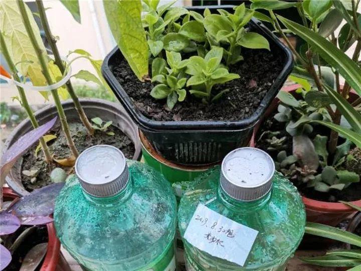 想要长寿花冬天抗冻一点,趁现在撒把肥,叶子厚实开花还多