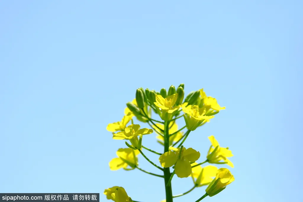 去哪看油菜花,