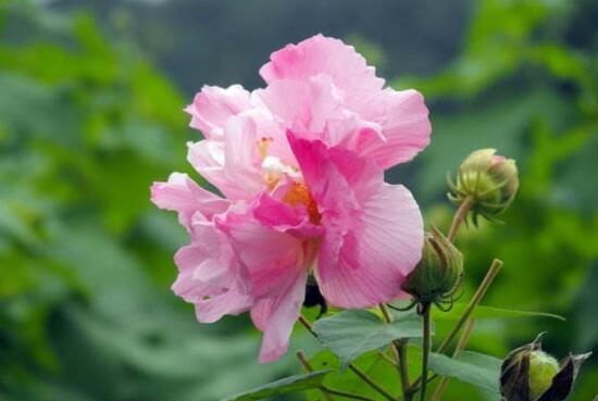 芙蓉花几月份开花（分享关于芙蓉花的小知识）