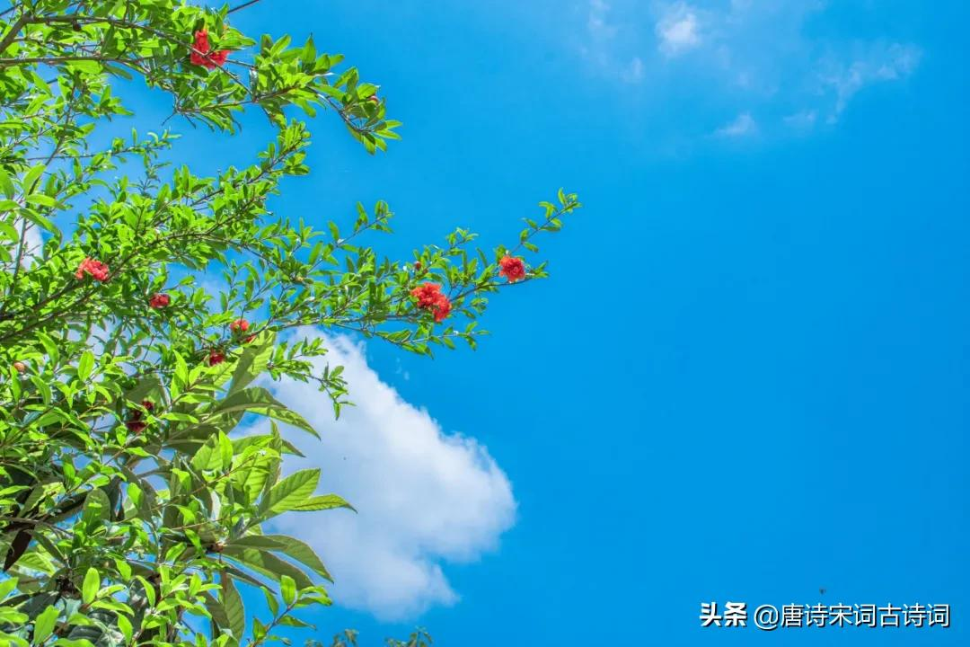 榴花红红映夏日