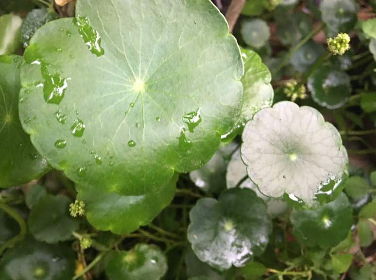 铜钱草开花了怎么办（3步让绿叶变得又大又绿）