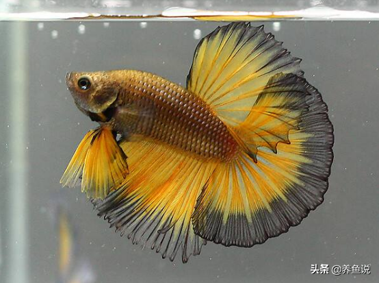 鱼鳍是哪个部位图片(动物科普文:鱼类的鱼鳍形状各不相同,是由于它们