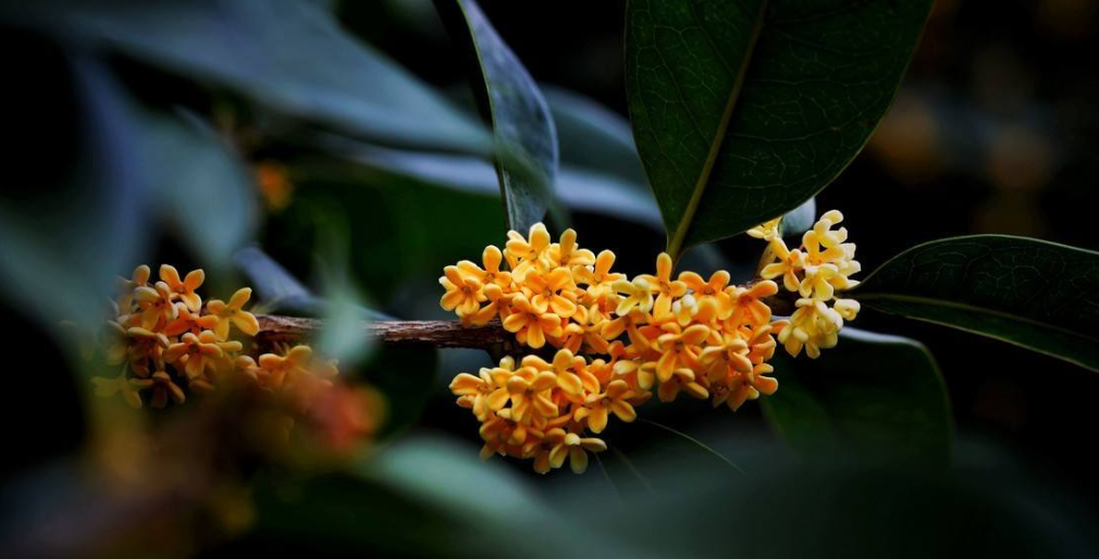 诗词鉴赏-敢言天下更无香，古诗词里的桂花，浓香远溢，堪称一绝