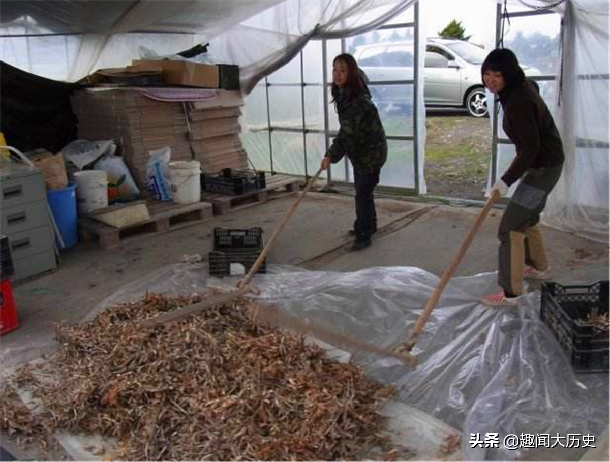 俗语：不捉下山鸡，不追上山兔，其实另有深意，老祖宗的人生哲学