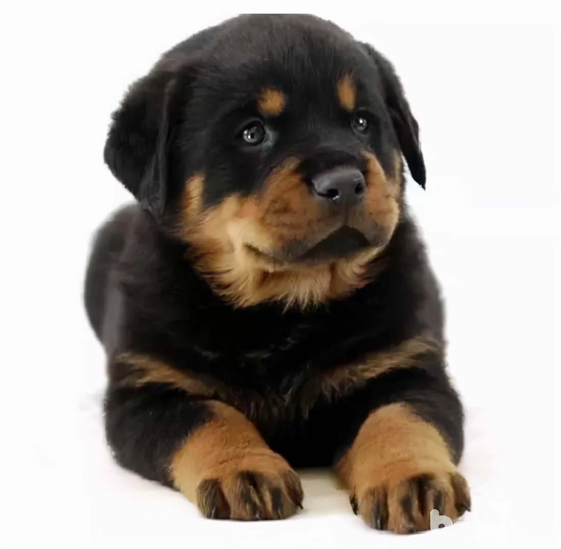 世界犬种智商排名榜前 30 名的聪明狗狗