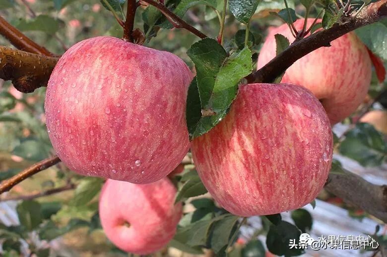 蘋果的產地,蘋果的產地主要在哪里