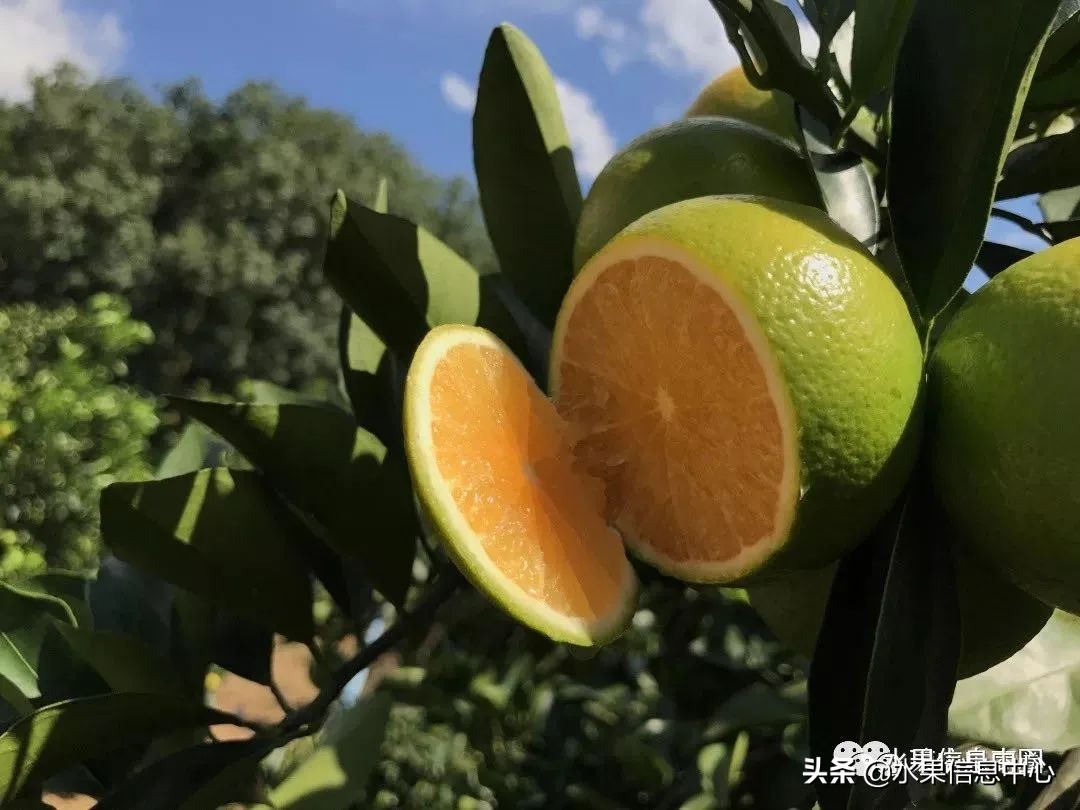 海南水果特产有哪些水果（海南水果品种及上市时间表）