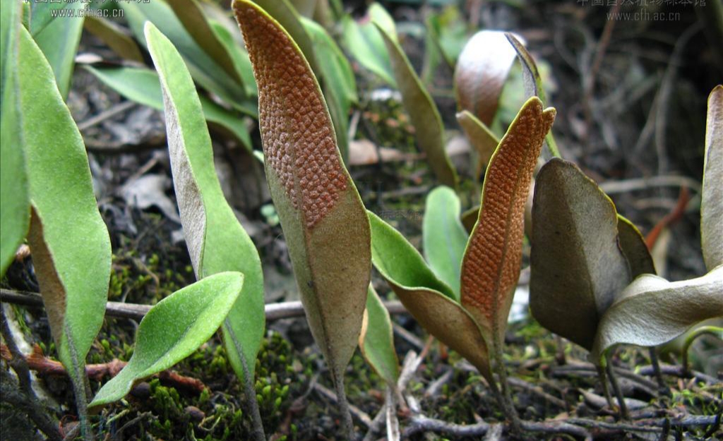 石韦的功效与作用 石韦对肾有好处吗-始兴思宇科技