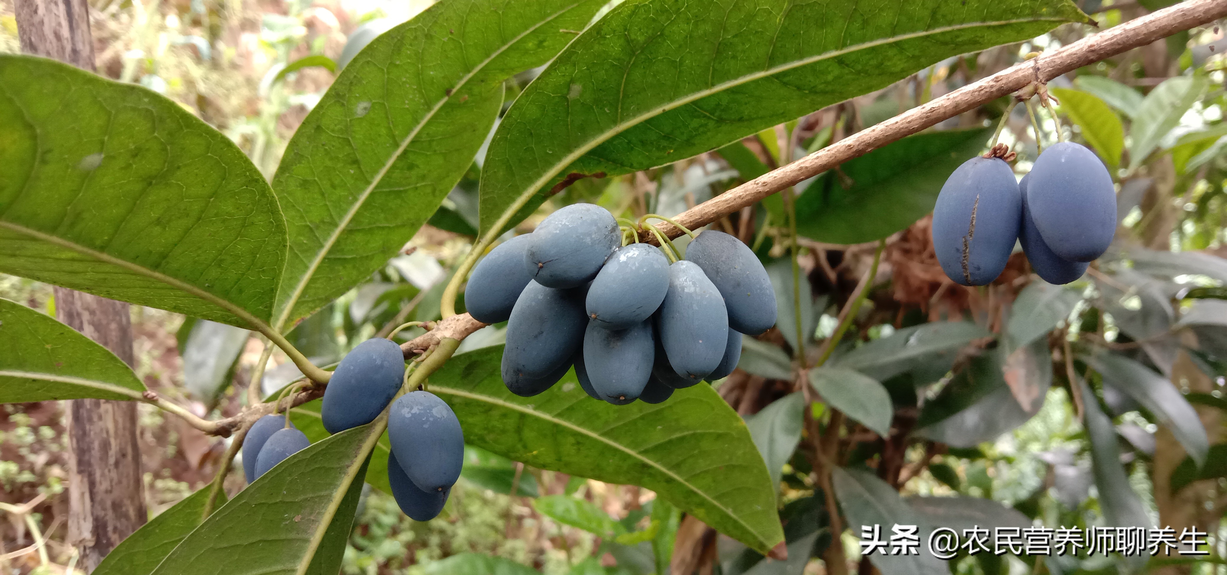 桂花果泡酒步骤图片