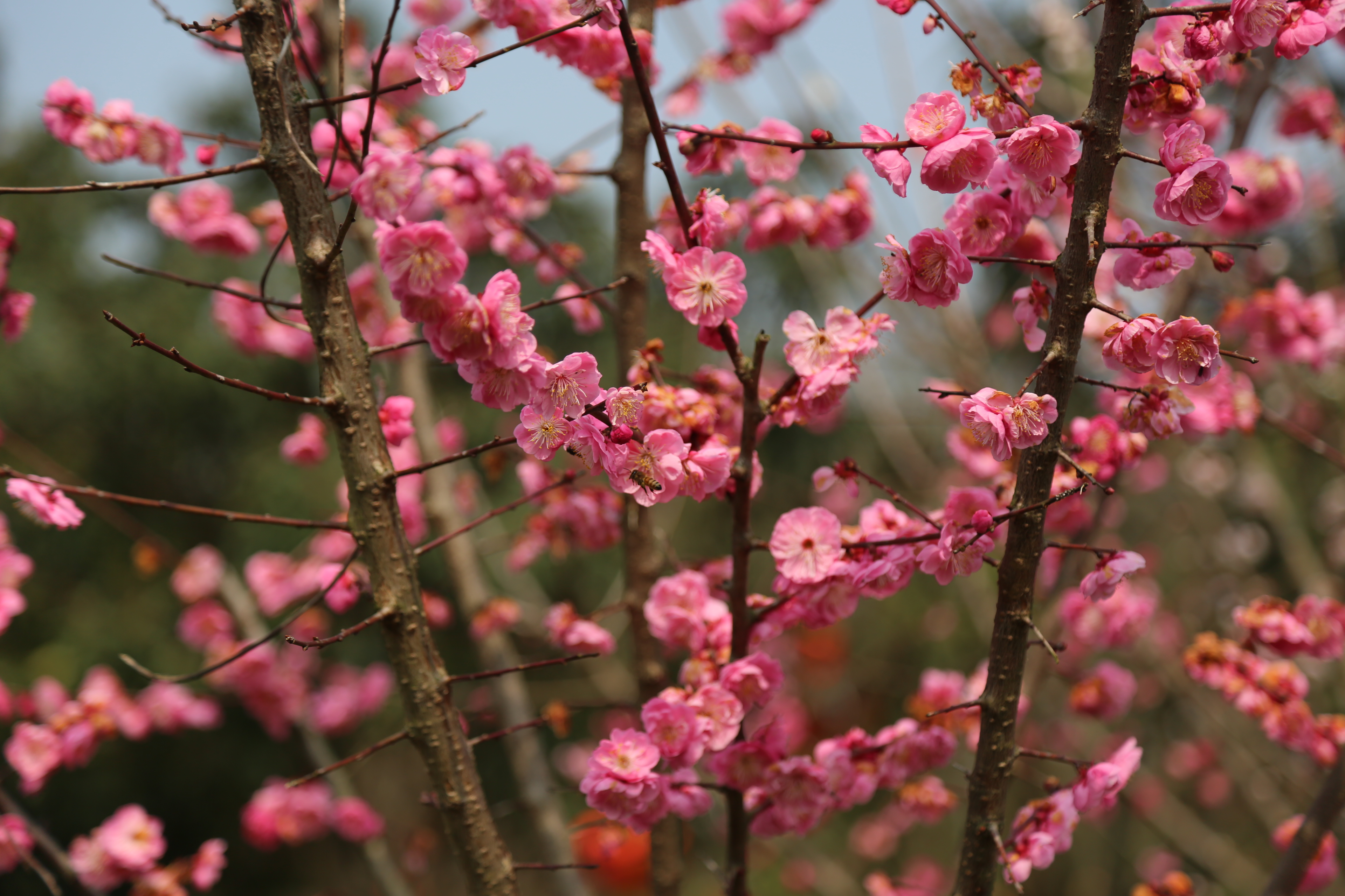 马灵光树图片(引种途中一见如故) - 赤虎壹号