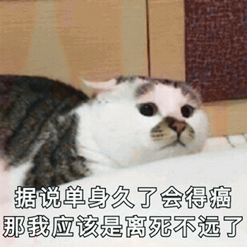 表情包：日常吸貓（awsl）