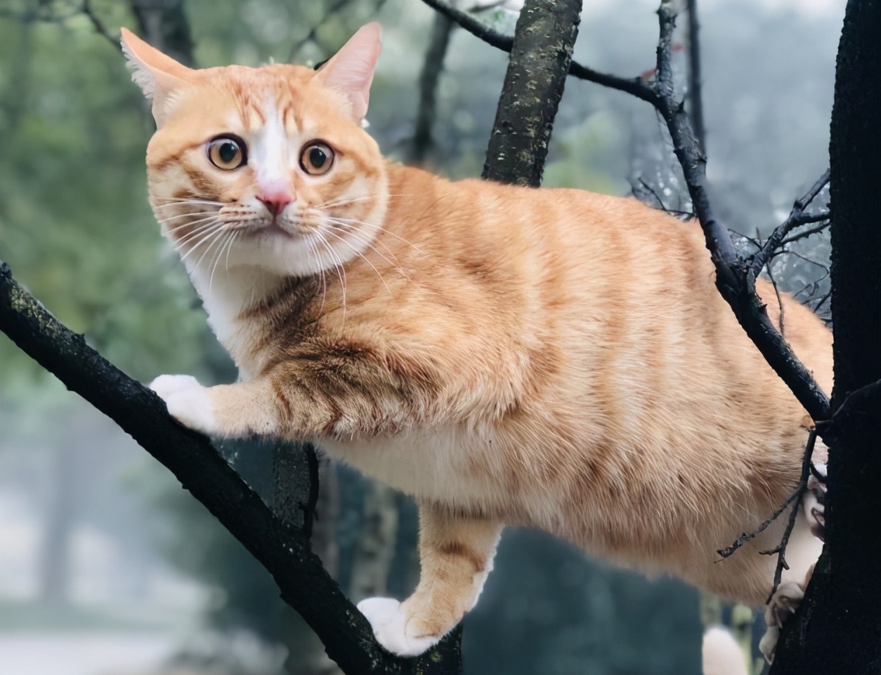 30种知名的猫咪，你都认识吗？