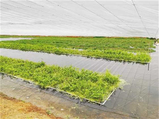 水芹菜种植zhi时间和方法（水芹qin菜种植技术和种植时间）-第9张图片-大连信息网