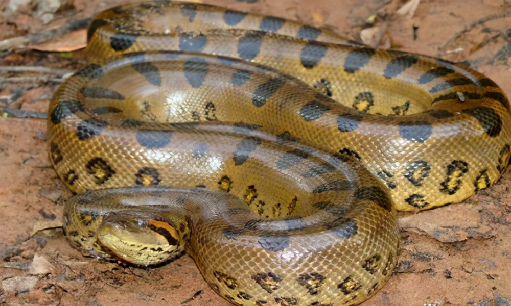 2016水蛇苗价格蛇类中