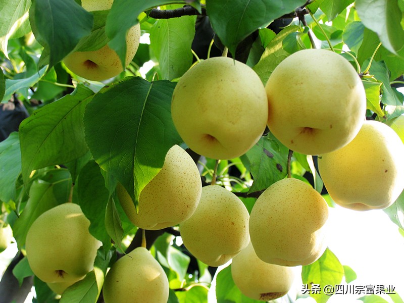 种这6个梨树品种，果子好卖单价高！