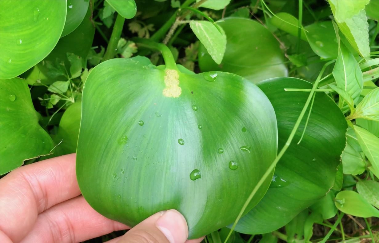 水葫芦长什么样子图片（带你认识它的3种用途）