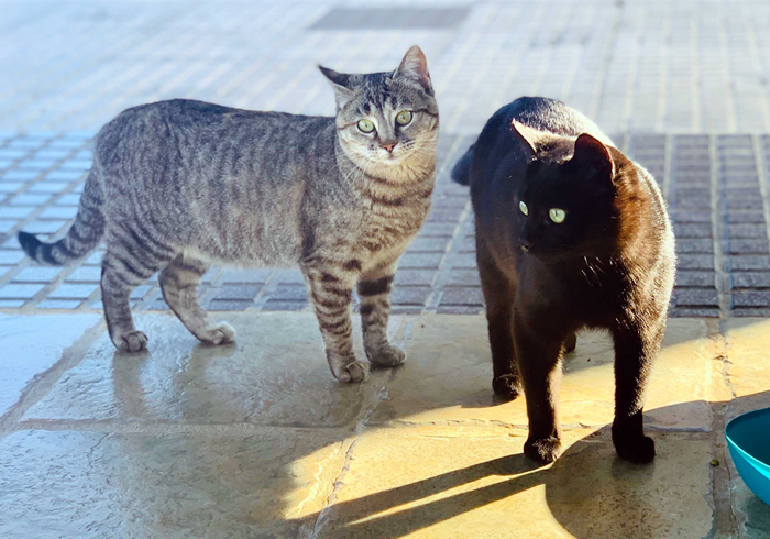 遇见流浪猫可以喂什么（没有猫粮的情况下喂猫吃什么）-第12张图片-巴山号