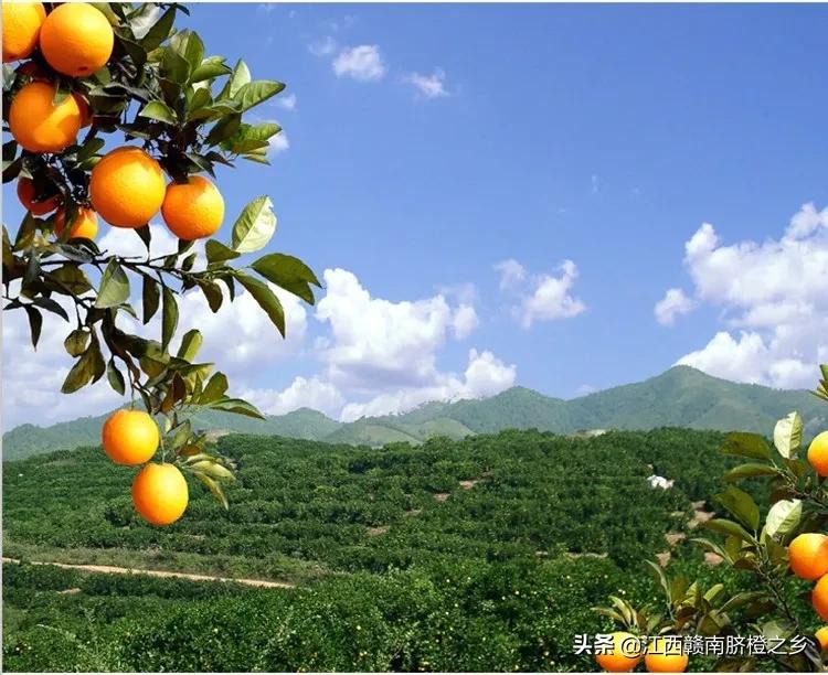 鮮橙汁,鮮橙汁的功效與作用