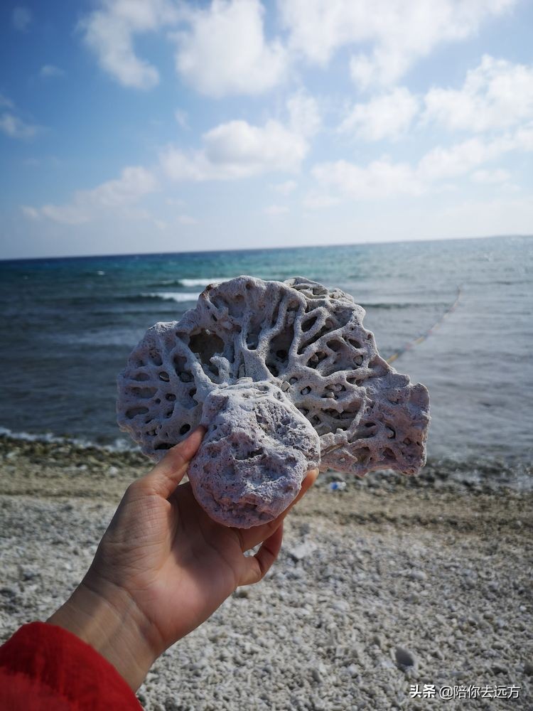 西沙~南海中的一片莲