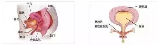 不用默默忍受产后后遗症，你的盆底肌可以这样修复