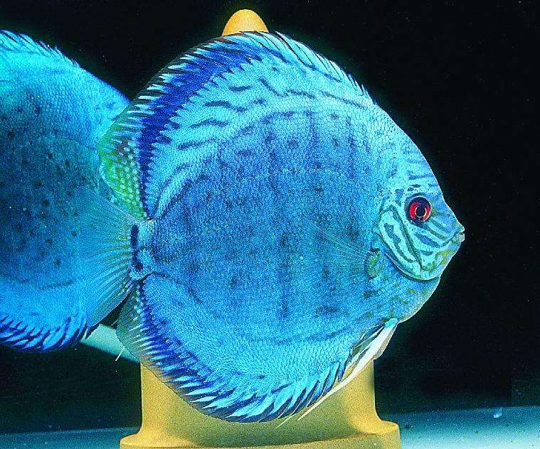 蓝七彩黑神仙熊猫神仙红眼钻神仙鸳鸯神仙金头神仙三色神仙白神仙龙鱼