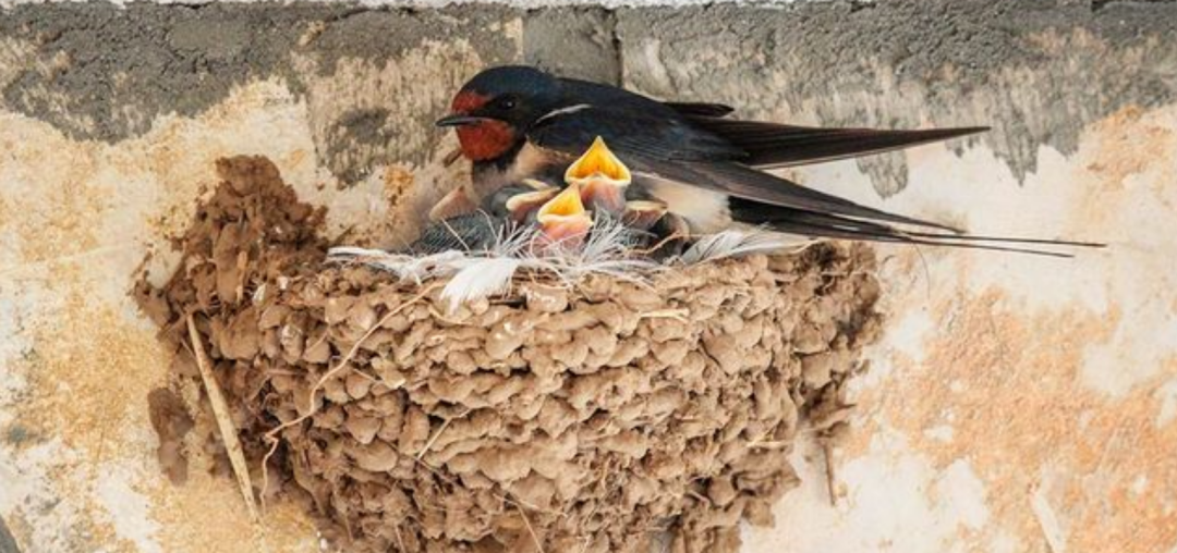 白腰雨燕多少钱一只雨燕连交配和睡觉都不落地