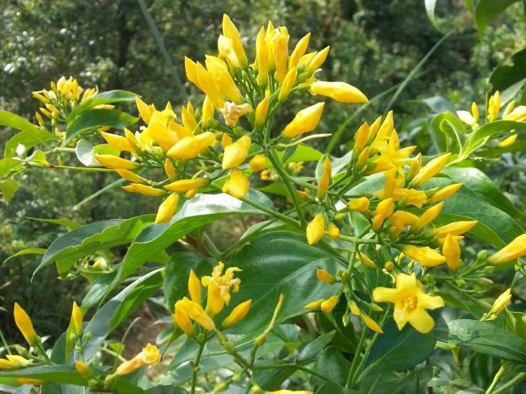 20种有毒花,看见绕道走,千万别去碰!