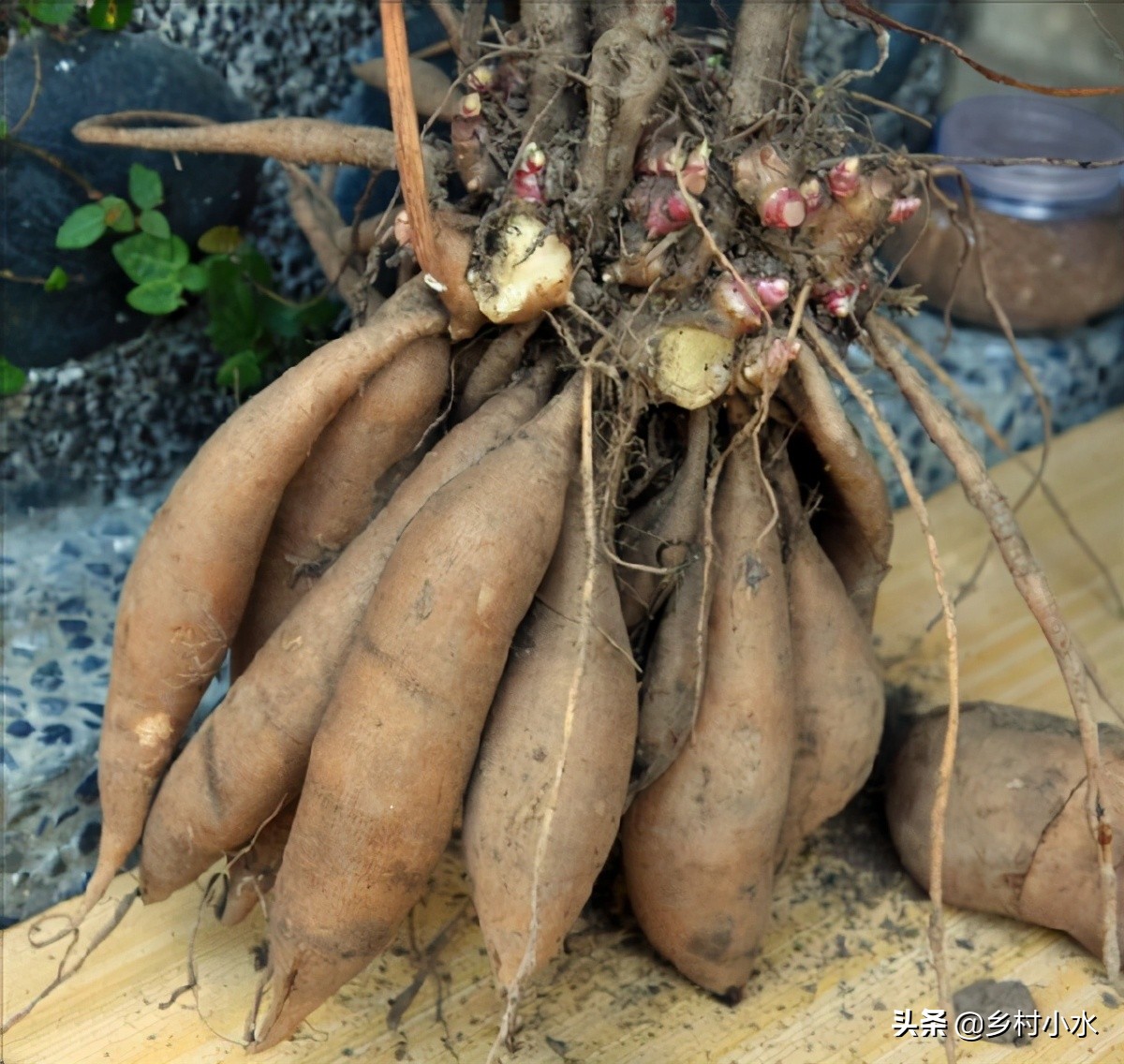 地下水果之王雪莲果，长得似红薯，你知道怎么高产栽培吗？
