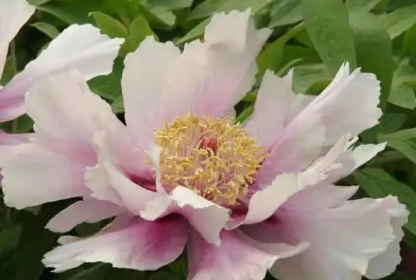 100种名贵牡丹鉴赏 绘画好素材（报花名）