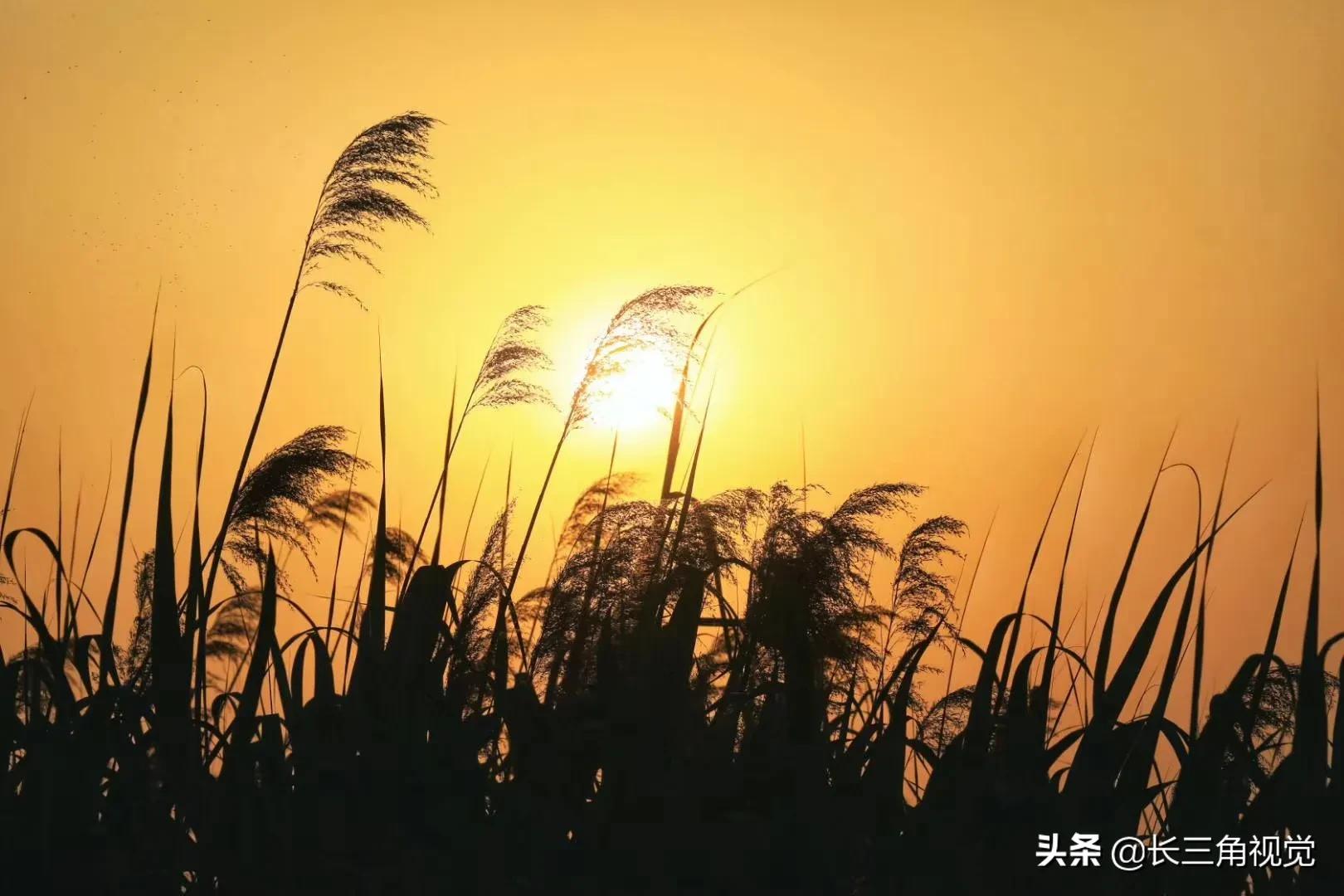 秋韵湖州，芦花飞扬：一场不容错过的诗意之旅