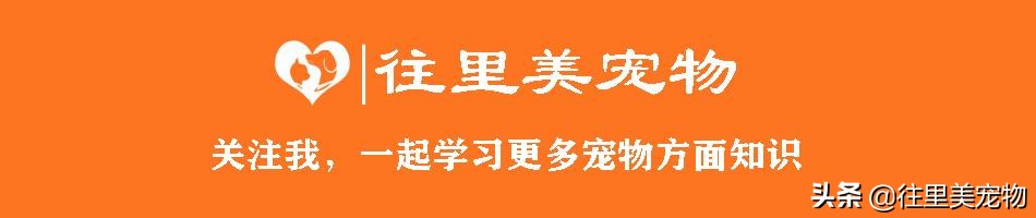 宠物微创手术的创口小、术后恢复快，为何国内少有宠物医院能做？