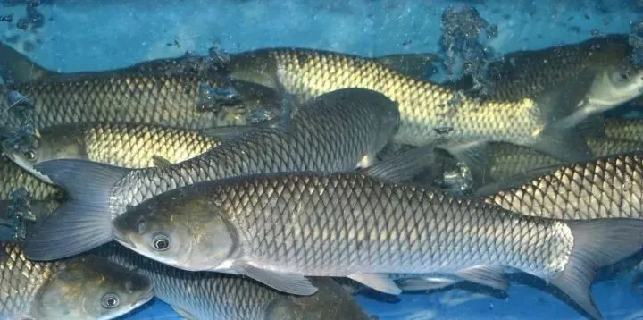 池塘水温对鱼类的影响及调节控制