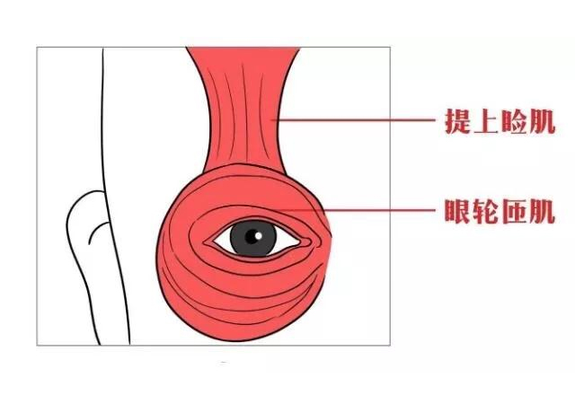 新生儿多久能看出双眼皮？有娃“秒到账”，有人大学毕业才长出来