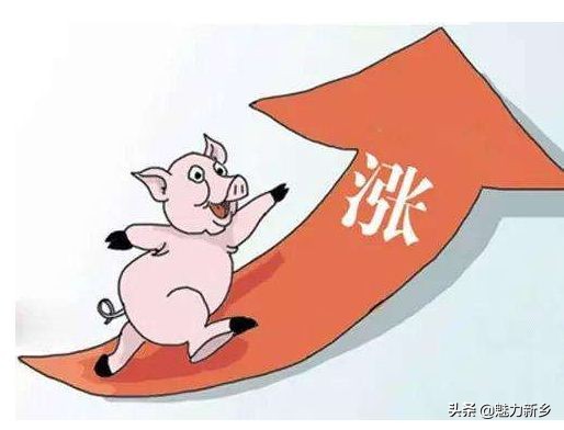 今日新乡肥猪价格「今日全国生猪价格」