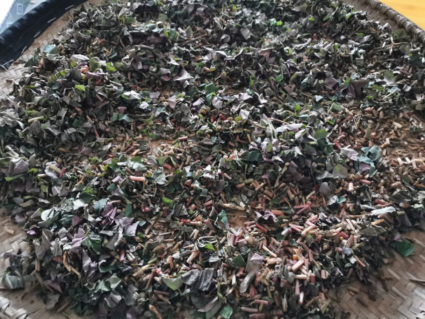 农村天然野生菜，鱼腥草，即可以当菜炒着吃，又能当茶喝