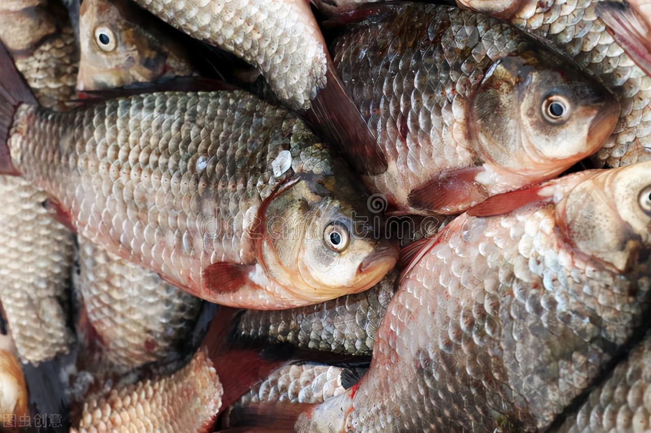 玉米止跌,9月2日猪价上涨,鱼价降价预警,警惕市场节奏"变脸"