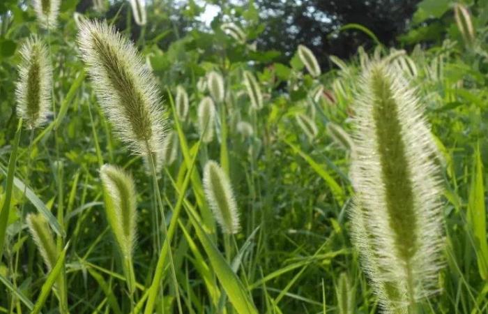 狗尾巴草的花语是什么（花语是偷偷的暗恋着你）-第13张图片