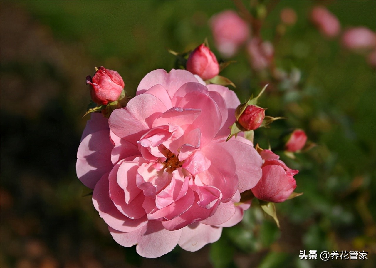 月季怎么修剪（盘点月季花八大修剪时间对应的8大方法）
