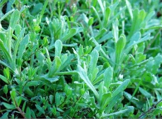 棉花草图片(一种清明节才有的野菜,价值高能做成美食,名叫"清明菜"抢