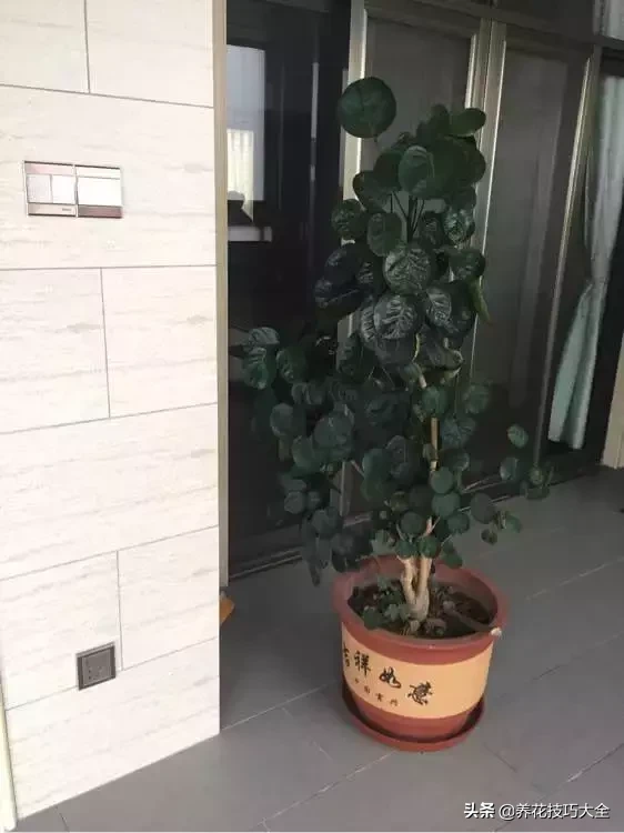 客厅养棵树,吸甲醛,聚气招财,比养花效果还要好