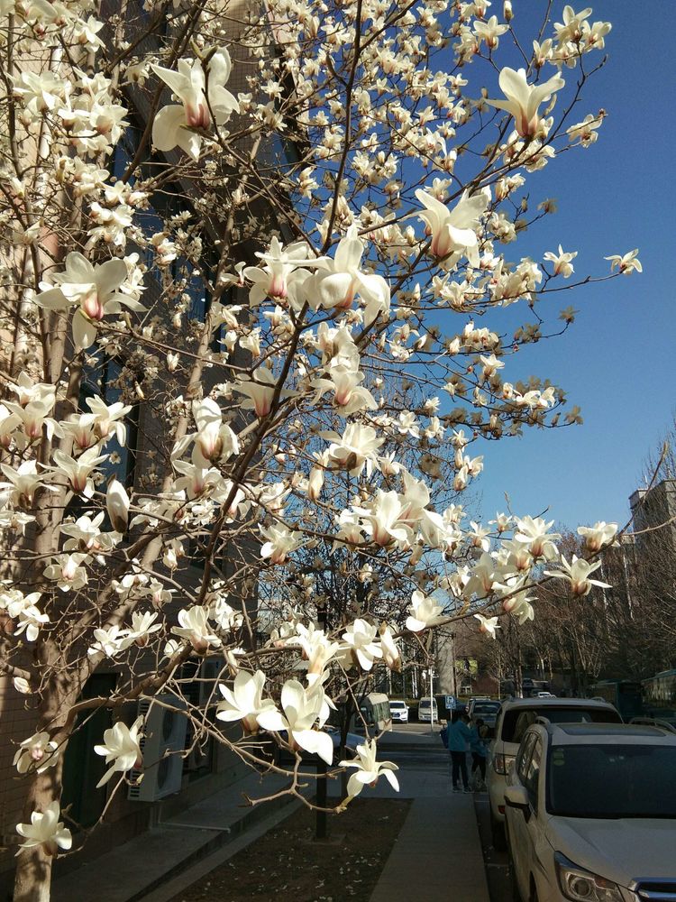 梦想花开，走进山东财经大学的春天！